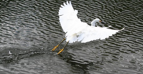 Image showing Snowy Egret