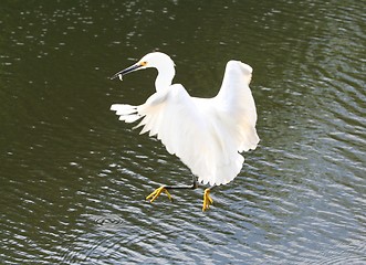 Image showing Snowy Egret