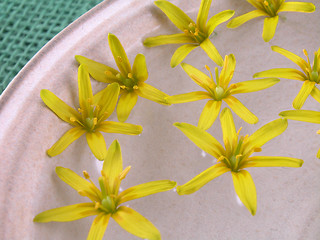 Image showing floating spring flowers