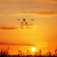 Image showing wild geese sunset