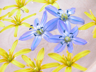 Image showing floating spring flowers