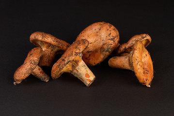 Image showing Red pine mushrooms