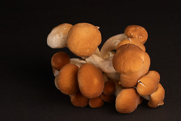 Image showing Black poplar mushroom