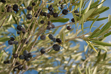 Image showing OLive branches