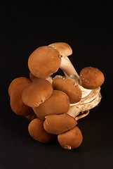 Image showing Black poplar mushroom