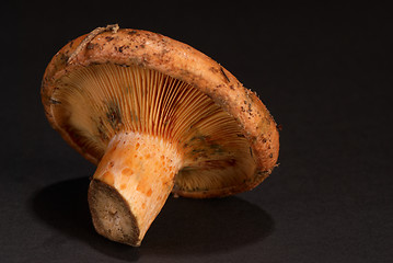 Image showing Red pine mushroom