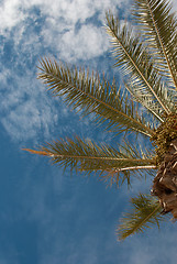 Image showing Palm treetop