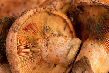 Image showing Red pine mushrooms