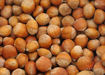 Image showing Hazelnut