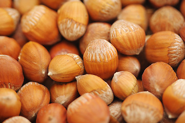 Image showing Hazelnut