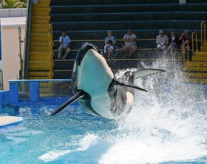 Image showing Killer Whale