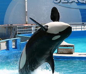 Image showing Killer Whale