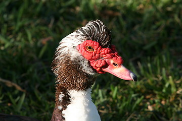 Image showing Muscovy Duck