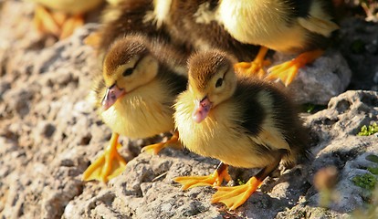 Image showing Muscovy Duck Juveniles