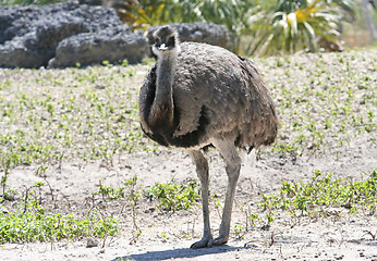 Image showing Greater Rhea