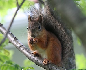 Image showing Squirrel