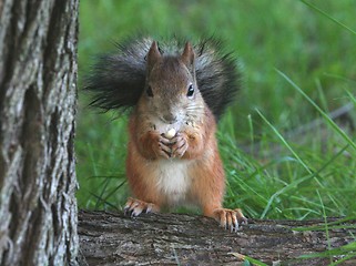 Image showing Squirrel