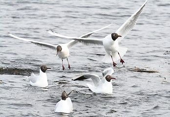 Image showing Black-Headed Gulls