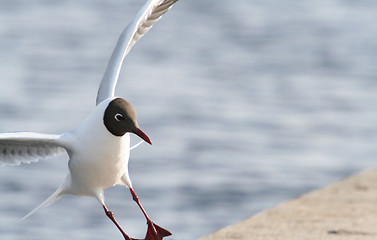 Image showing Black-Headed Gull