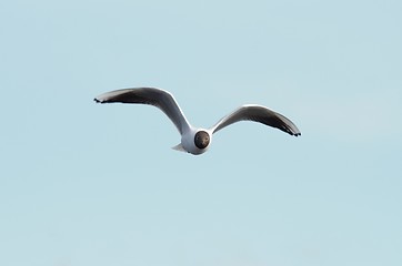 Image showing Black-Headed Gull