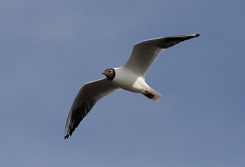 Image showing Black-Headed Gull