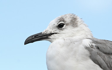 Image showing Laughing Gull