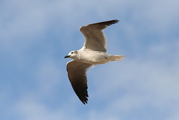 Image showing Laughing Gull