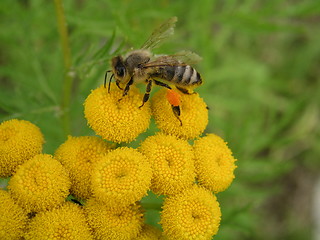 Image showing Bee from Emden 03.08.2003