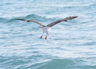 Image showing Laughing Gull