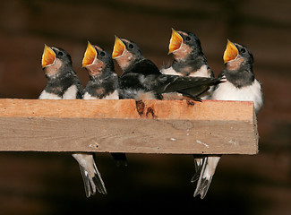Image showing Barn Swallows