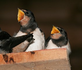 Image showing Hungry Brothers