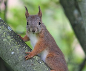 Image showing Squirrel