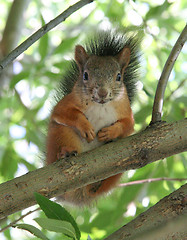 Image showing Squirrel