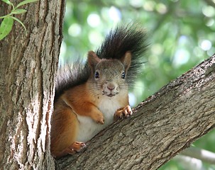 Image showing Squirrel