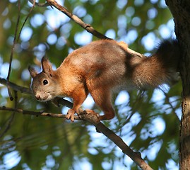 Image showing Squirrel