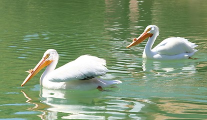 Image showing American White Pelicans