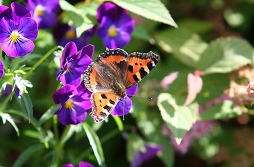 Image showing Butterfly