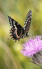 Image showing Papilio Butterfly