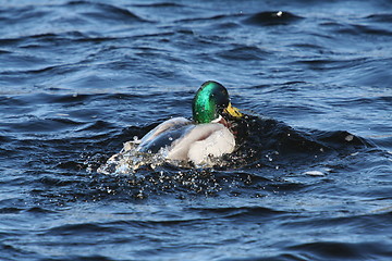 Image showing Mallard Swim