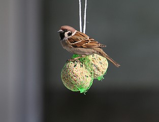 Image showing Tree Sparrow