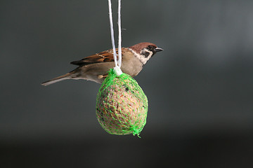 Image showing Tree Sparrow