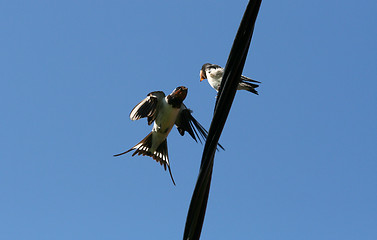 Image showing Swallow Feeding