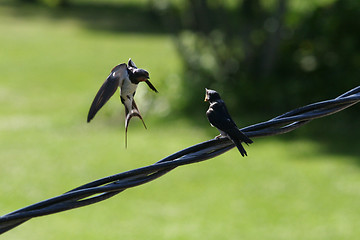 Image showing Barn Swallow Feeding