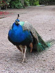 Image showing Proud peacock