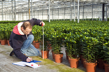 Image showing measuring the height of glasshouse plants