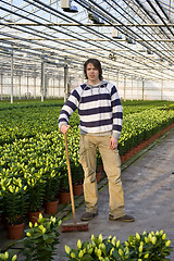 Image showing Cleaning a glasshouse