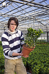 Image showing Showing a plant