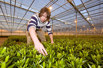 Image showing Checking the flower bulbs