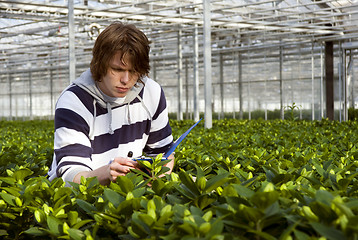 Image showing Checking plants