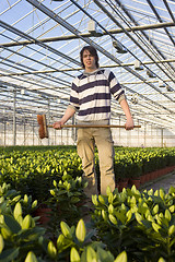 Image showing Cleaning a glasshouse